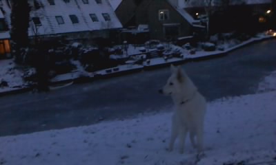 Fotos/sterre/24 december/P181210_17.03[1].jpg